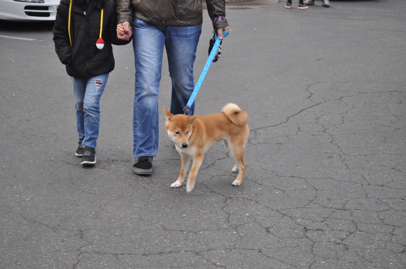 Illustration for article titled Cars and Coffee Preview Dump. With Dogs.